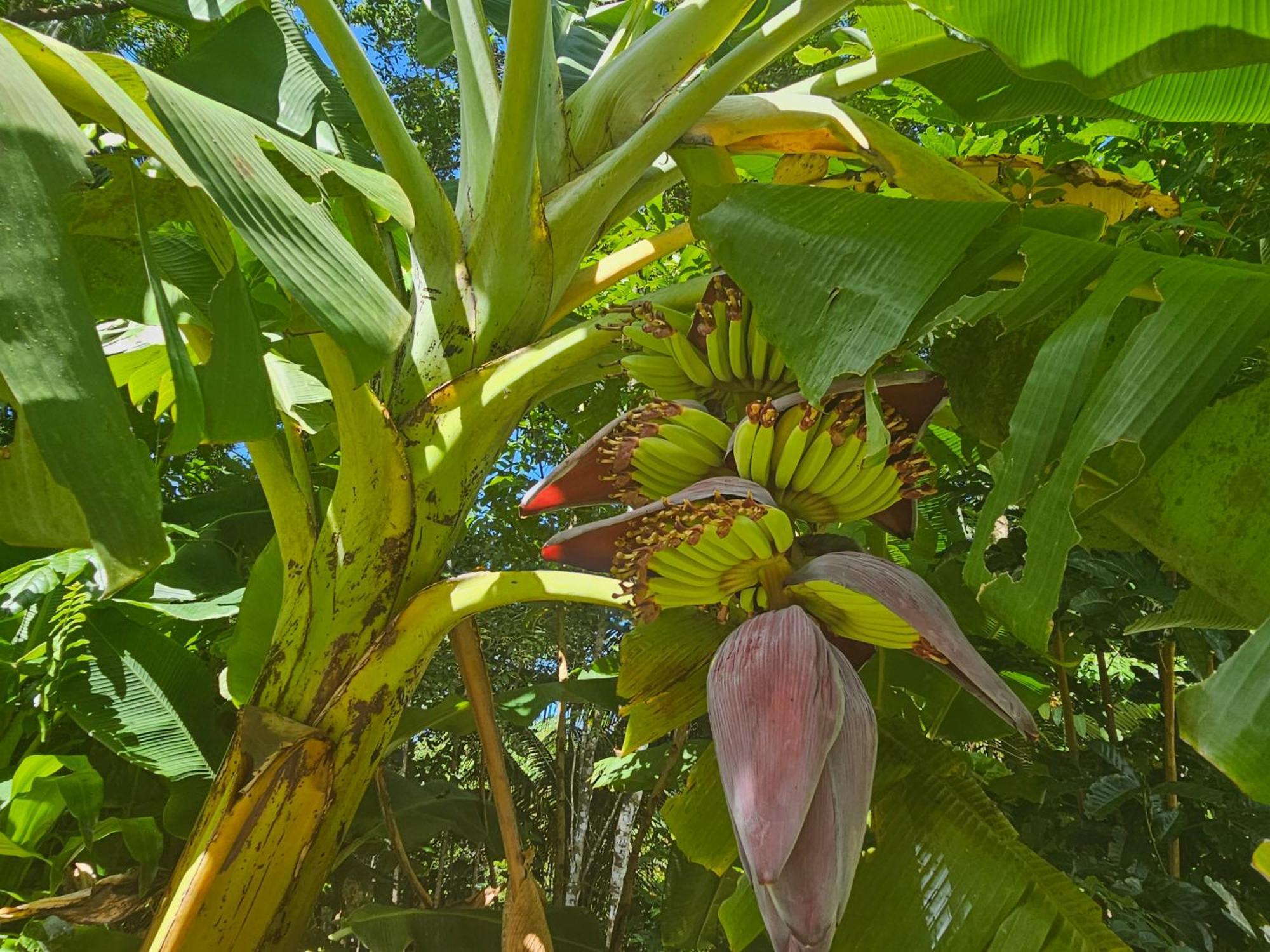 Villa Alena Star House, Eco Retreat With Pool, Prime Position Cape Tribulation Exterior foto