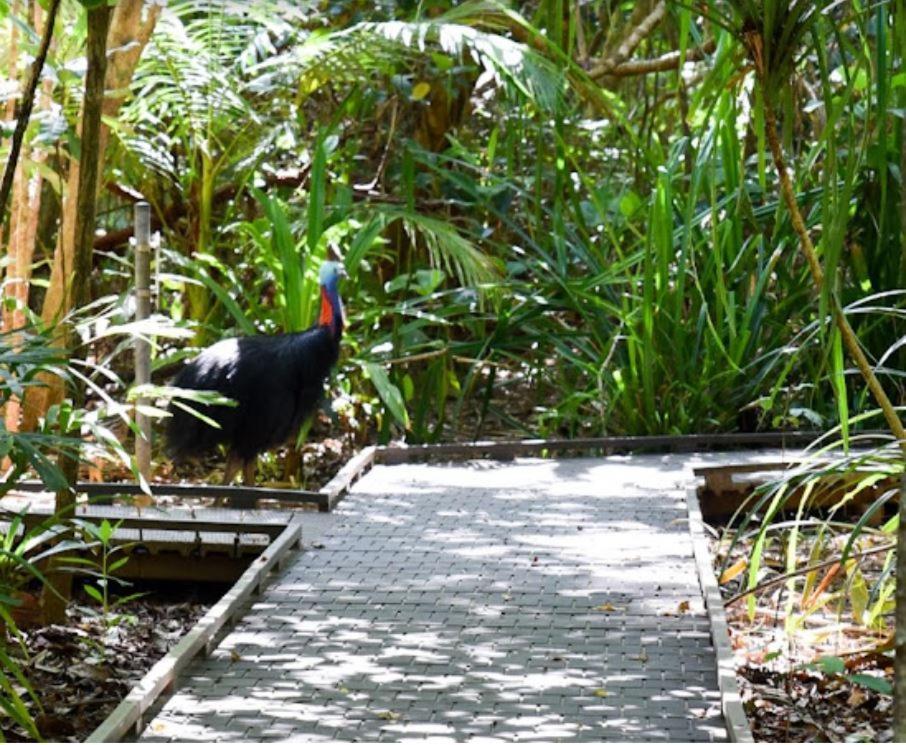 Villa Alena Star House, Eco Retreat With Pool, Prime Position Cape Tribulation Exterior foto