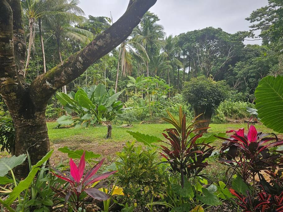 Villa Alena Star House, Eco Retreat With Pool, Prime Position Cape Tribulation Exterior foto